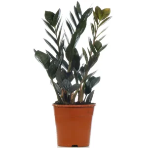 Zamioculcas Raven Black ZZ Plant for Home or Office