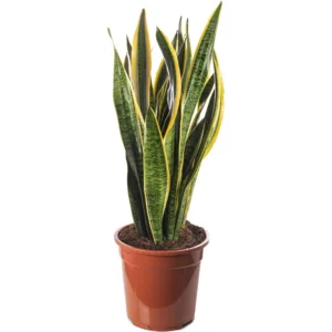 Snake Plant Sansevieria Tall Indoor Plants Exotic Large Trees for Your Home