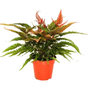 Pteris Tricolor Painted Brake Fern Plant for Home or Office